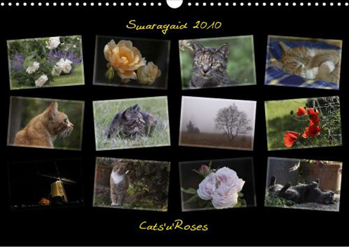 Cal2010_Cats