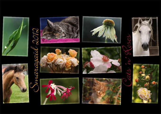 Cal2012_Cats